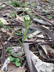 Pterostylis robusta