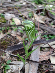 Pterostylis robusta