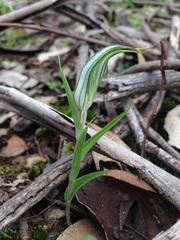 Pterostylis robusta