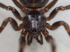 Steatoda hespera