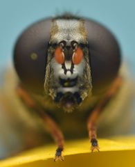 Cheilosia bergenstammi