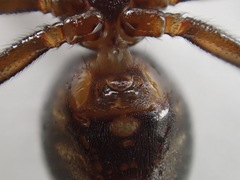 Steatoda hespera