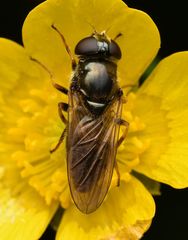 Cheilosia bergenstammi