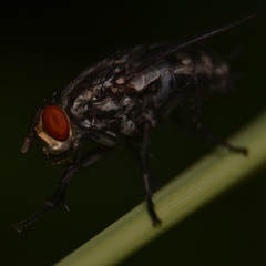 Diptera
