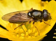 Cheilosia bergenstammi