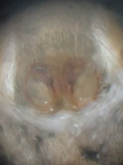 Mexigonus morosus