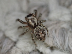 Mexigonus morosus