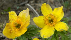 Trollius acaulis