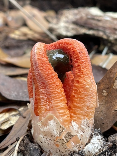 column stinkhorn