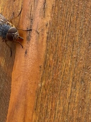 Calliphora stygia