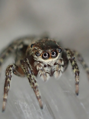 Mexigonus morosus