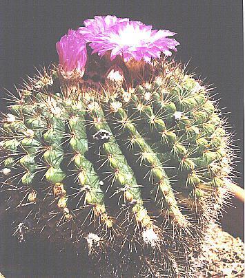 Parodia herteri