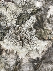 Pertusaria rubefacta