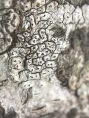 Pertusaria rubefacta