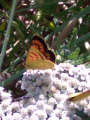 Lycaena salustius