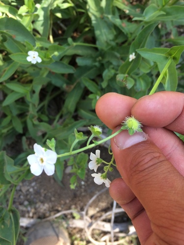 Image of Hackelia californica by no rights reserved