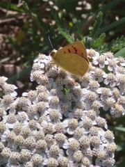 Lycaena salustius
