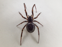 Steatoda hespera