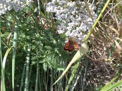 Lycaena salustius