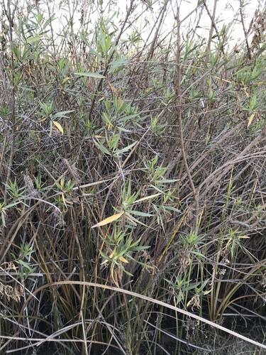iNaturalist observation photo of mule fat