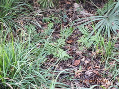 Lorinseria areolata image