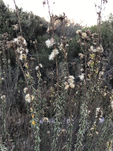 iNaturalist observation photo of Coastal Goldenbush