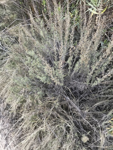 iNaturalist observation photo of California sagebrush