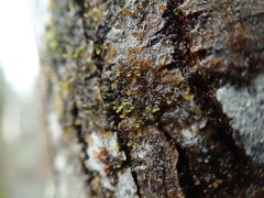 Frullania bolanderi