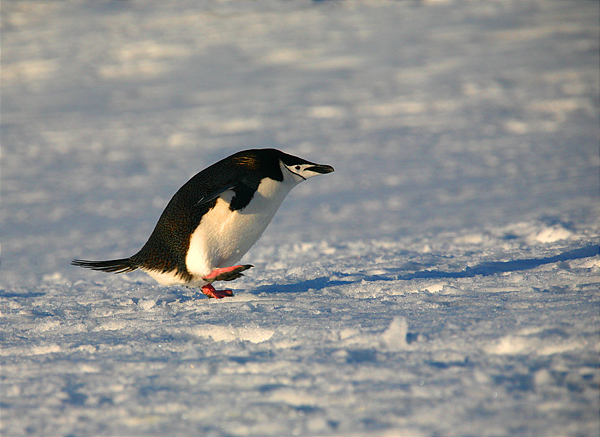 Brush-tailed Penguins