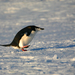 Brush-tailed Penguins - Photo (c) renata lepage, some rights reserved (CC BY-NC), uploaded by renata lepage