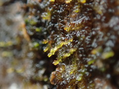 Frullania bolanderi
