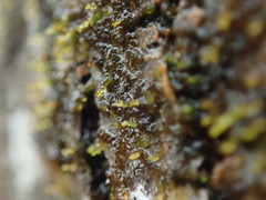 Frullania bolanderi