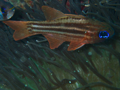 Ostorhinchus compressus