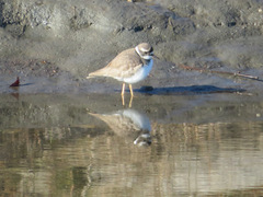 Charadrius placidus