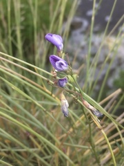 Vicia bijuga