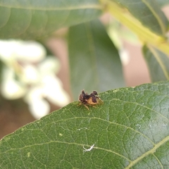 Cyphonia clavigera