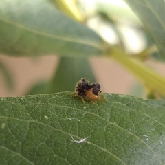 Cyphonia clavigera
