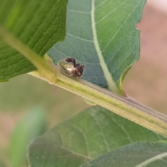 Cyphonia clavigera