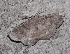 Anisoperas atropunctaria