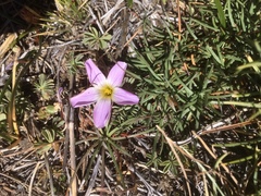 Oxalis adenophylla