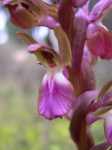 Fan-lipped Orchid