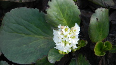 Bergenia
