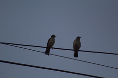 Turdus falcklandii magellanicus