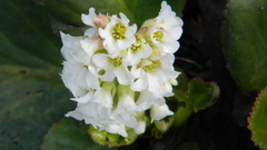 Bergenia