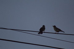Turdus falcklandii magellanicus