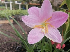 Zephyranthes carinata