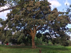 Copaifera officinalis