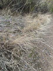 Nassella lepida