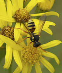 Nomada fucata