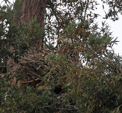 Haliaeetus leucocephalus